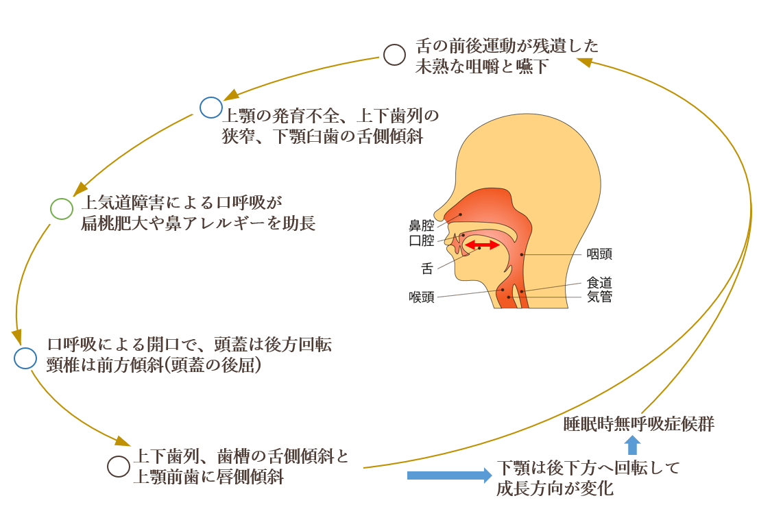 歯ならびだけではなく身体の発育の異常を立て直す